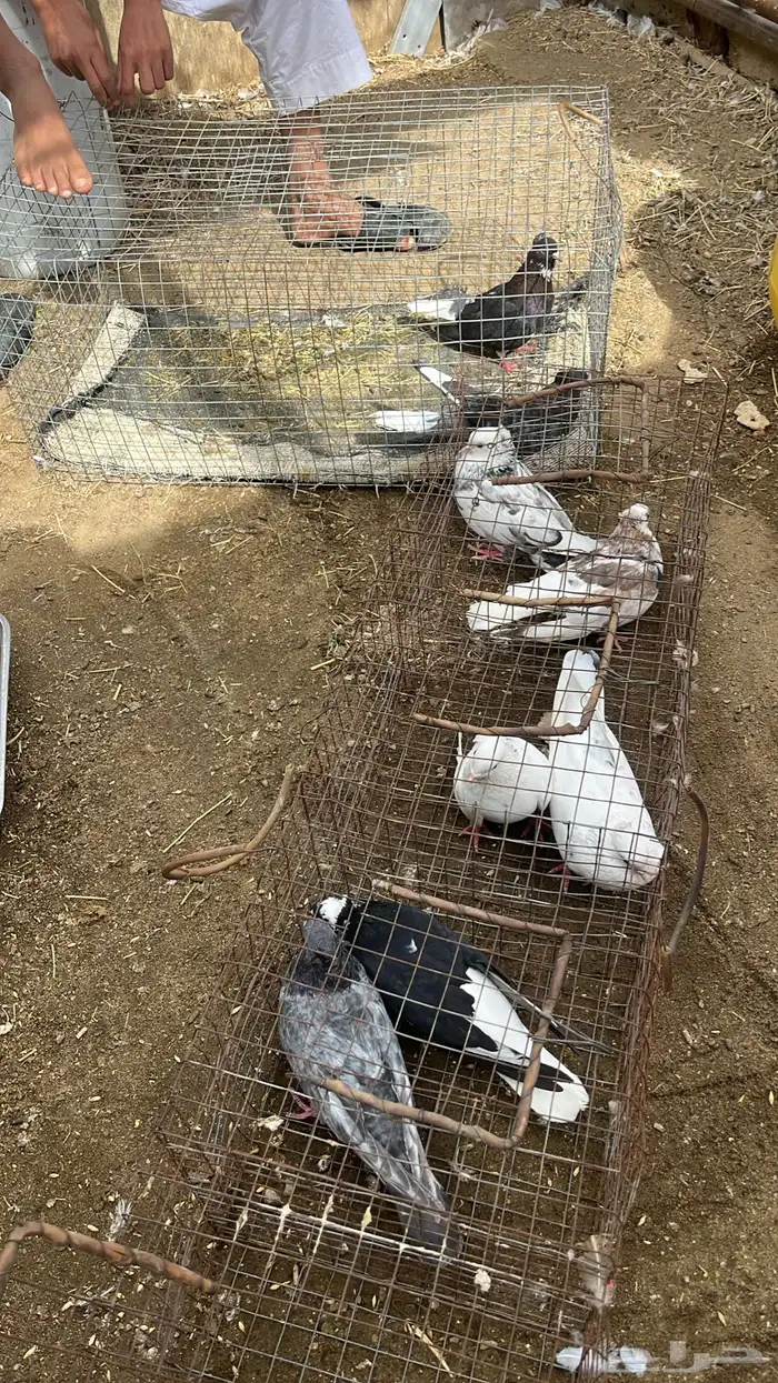 قطايف للبيع 2