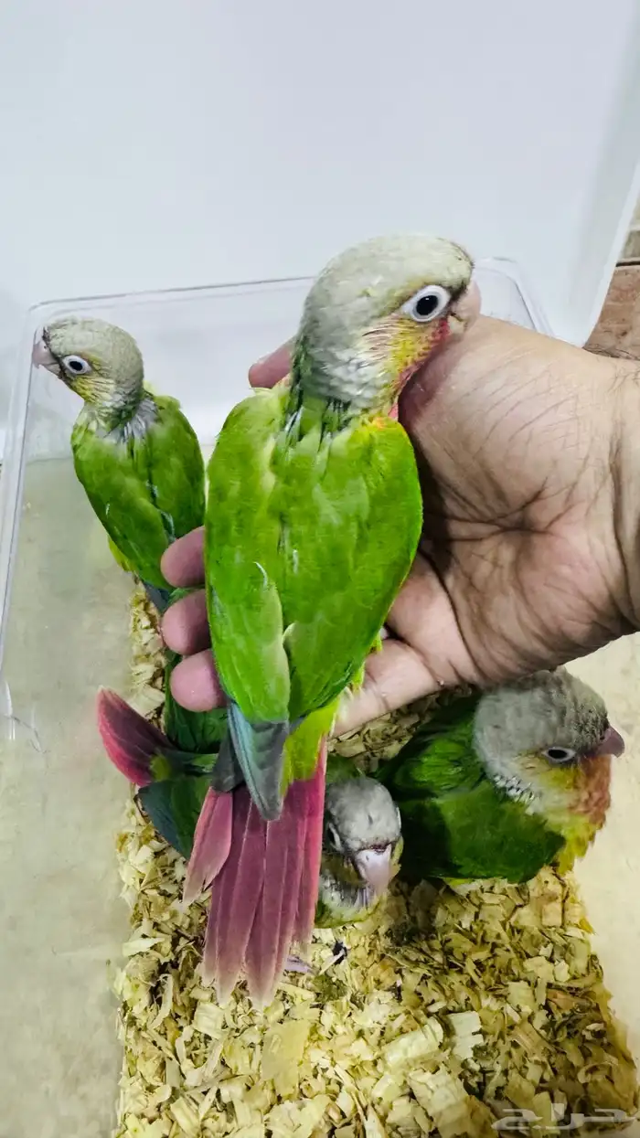 عرض لفترة محددة فروخ كنيور نهاية غر 3