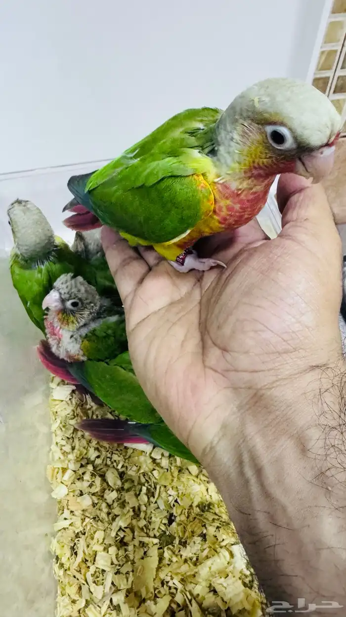 عرض لفترة محددة فروخ كنيور نهاية غر 5