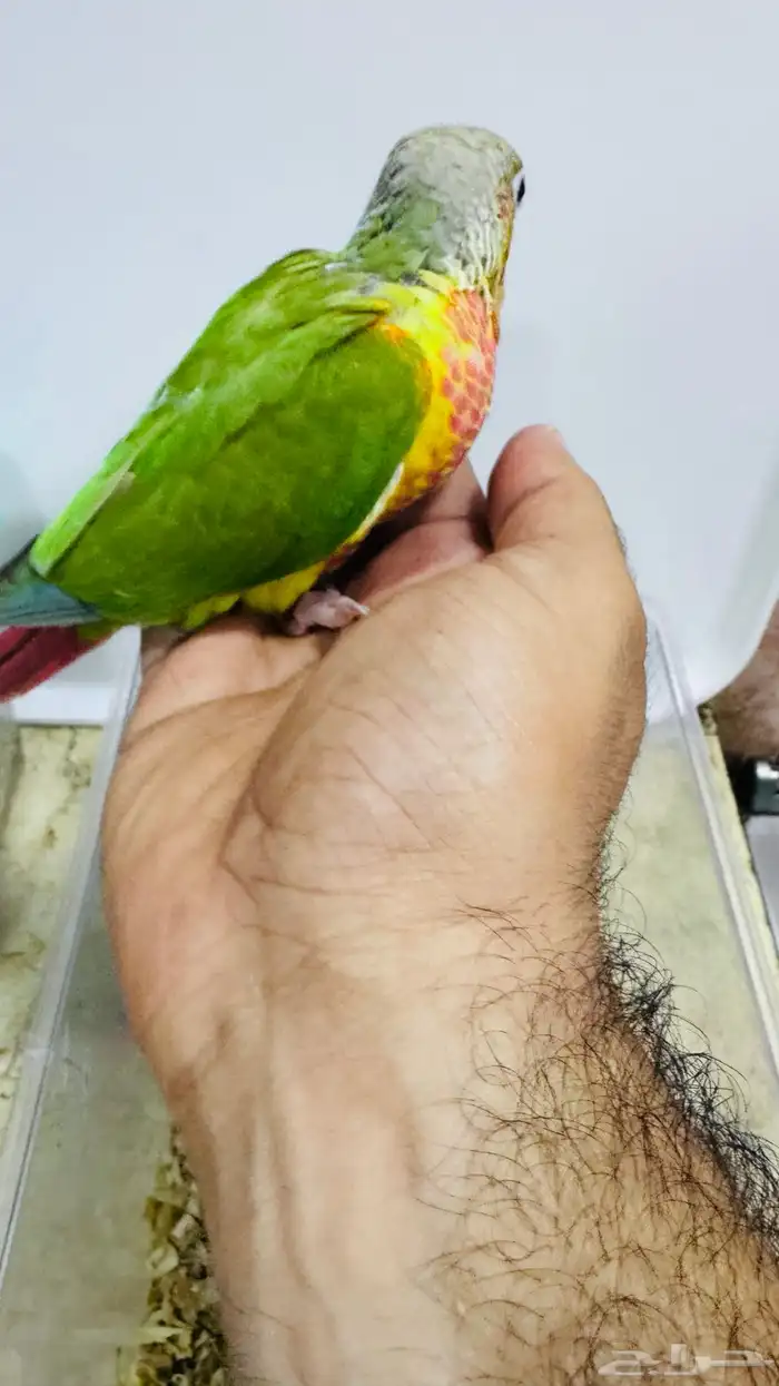 عرض لفترة محددة فروخ كنيور نهاية غر 4