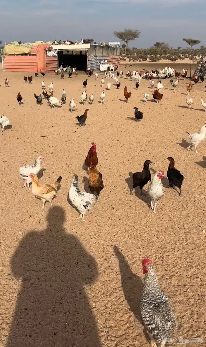 دجاج بلدي 1