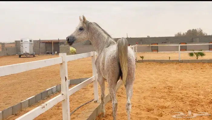 خيل 2