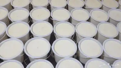 جبن غنم شرط خاثر غنم سمن زبده لبن لبنه مقدوس نوعين مفرزنات 24