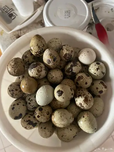 سمان بيض سمان عضوي مخصب 3