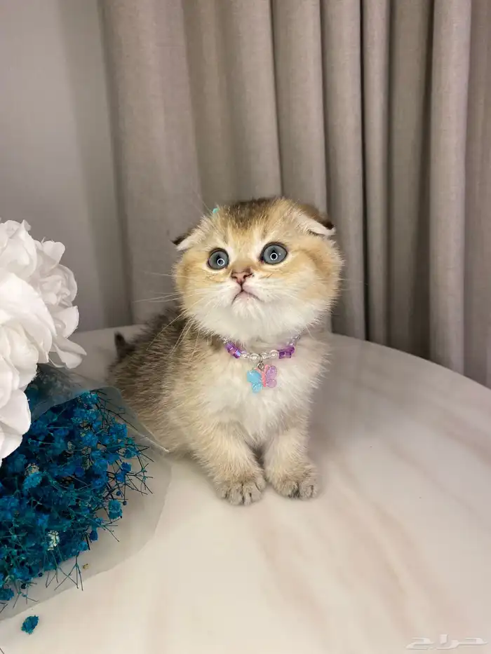 قطط للبيع سكوتش 6