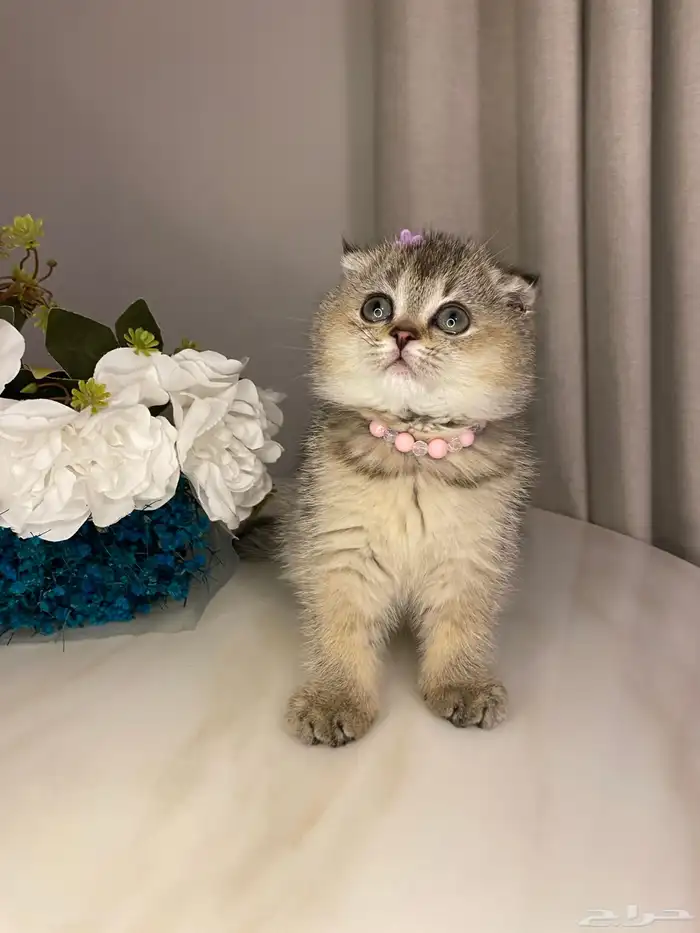 قطط للبيع سكوتش 2