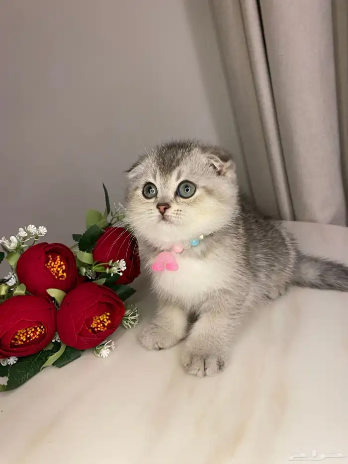 قطط للبيع سكوتش 8