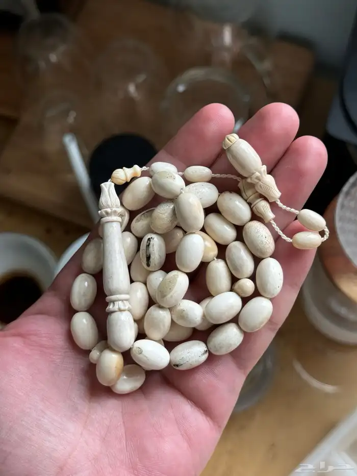 مسباح قرن الغزال الايل الاوروبي 4