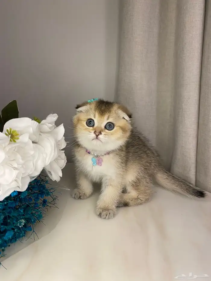 قطط للبيع سكوتش 3