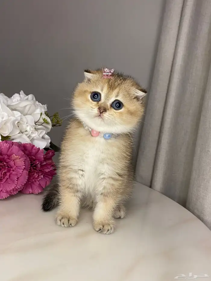 قطط للبيع سكوتش 11