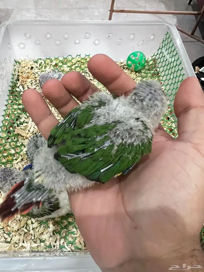 4 فروخ كنيور 1