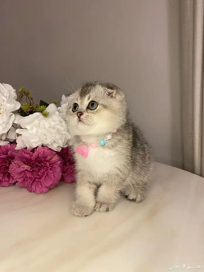 قطط للبيع سكوتش 7