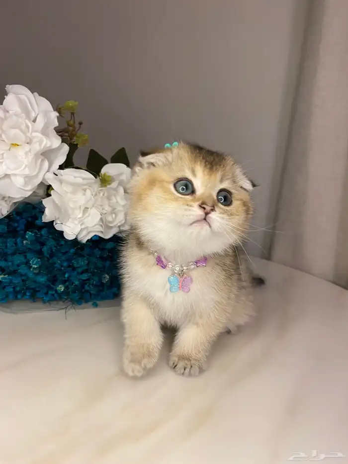 قطط للبيع سكوتش 4