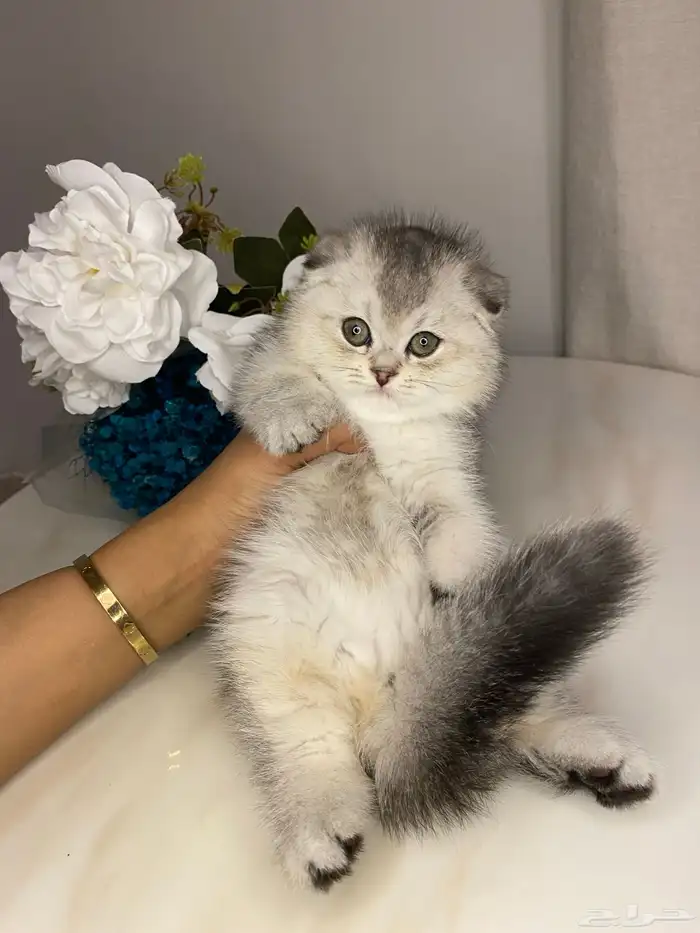 قطط للبيع سكوتش 0