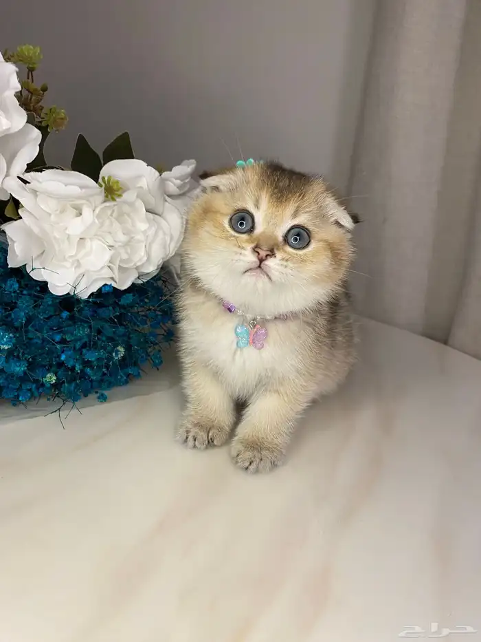 قطط للبيع سكوتش 5