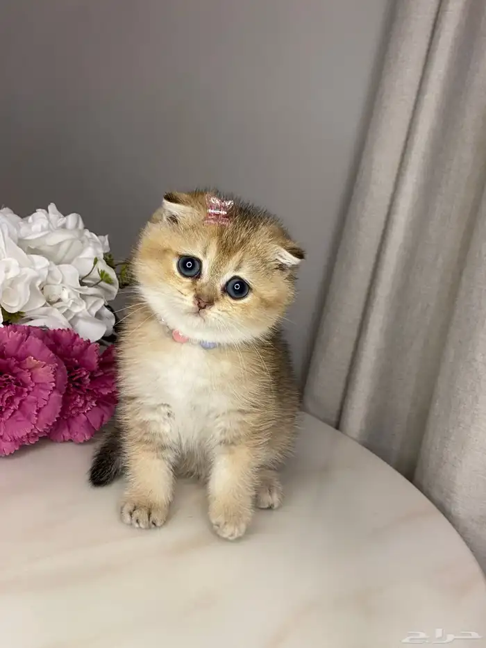 قطط للبيع سكوتش 10