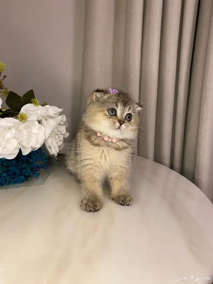 قطط للبيع سكوتش 1