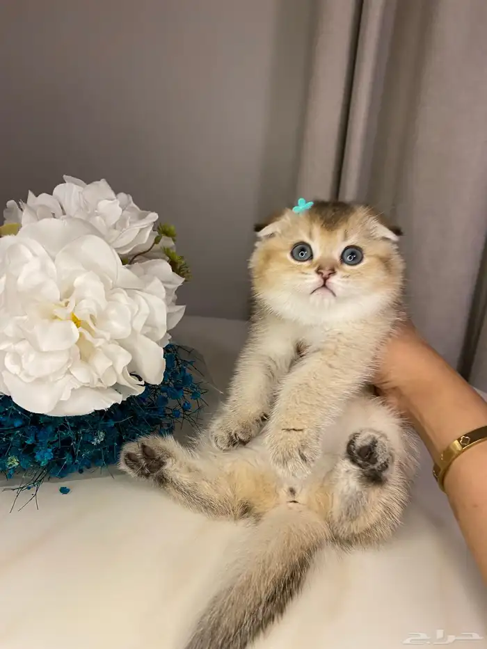 قطط للبيع سكوتش 9