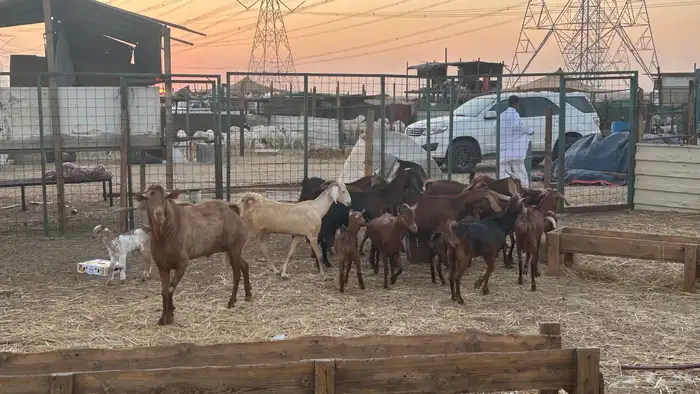 غنم للبيع العدد 19 بلجمله مع الفحل و الجفير 3