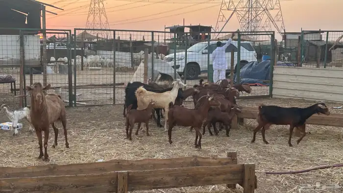 غنم للبيع العدد 19 بلجمله مع الفحل و الجفير 4