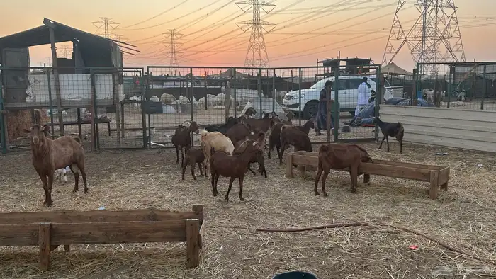 غنم للبيع العدد 19 بلجمله مع الفحل و الجفير 0