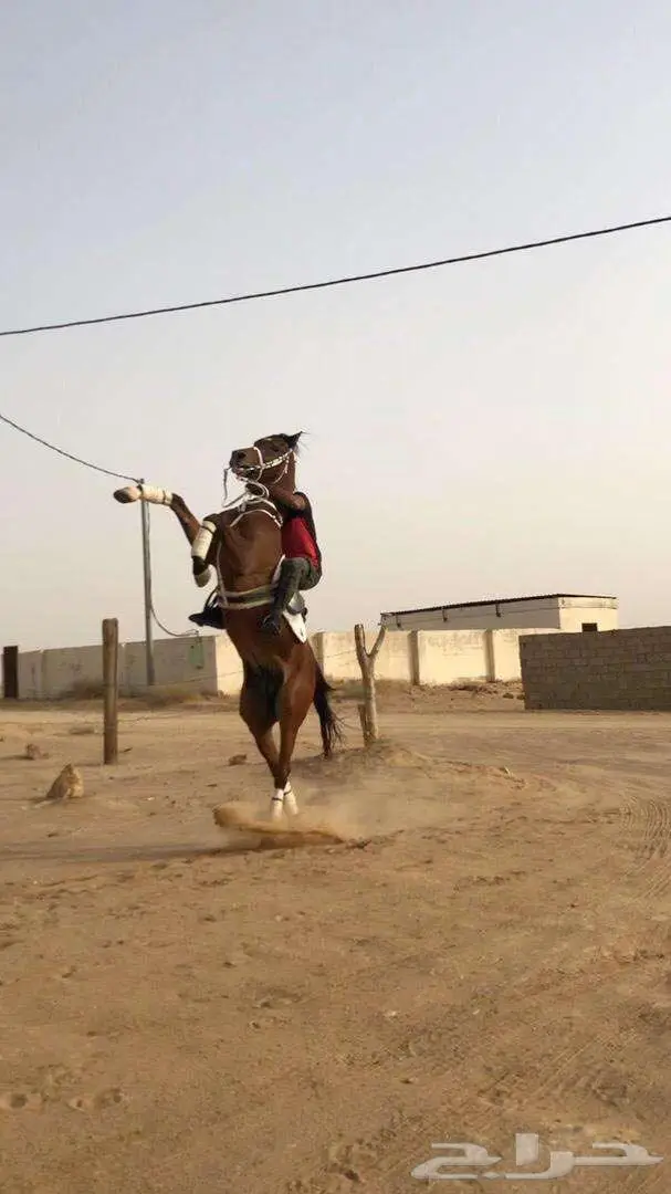 تاجير ركوب خيل بالساعه 1