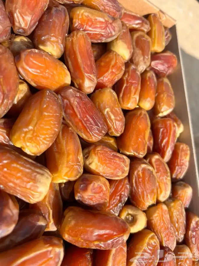صقعي ملكي فأخر الكمية محدودة 3
