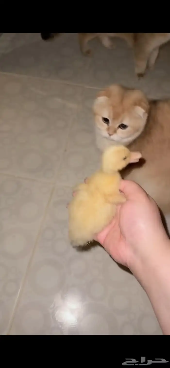 صوص بط بكيني للبيع كميات لا محدودة 1