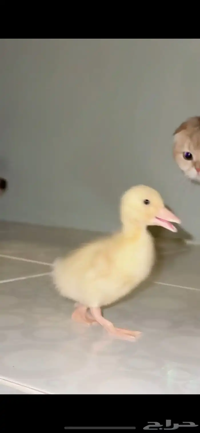 صوص بط بكيني للبيع كميات لا محدودة 2