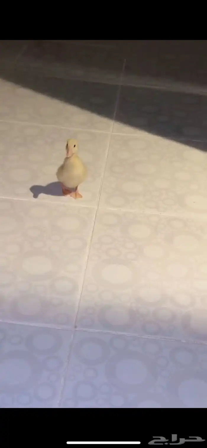 صوص بط بكيني للبيع كميات لا محدودة 4