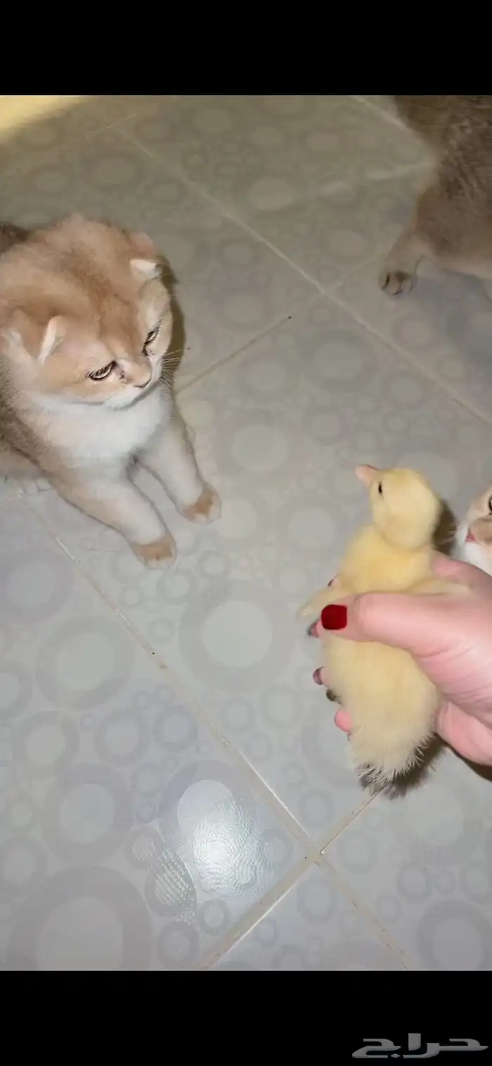 صوص بط بكيني للبيع كميات لا محدودة 0