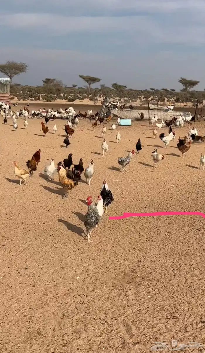 دجاج بلدي 0