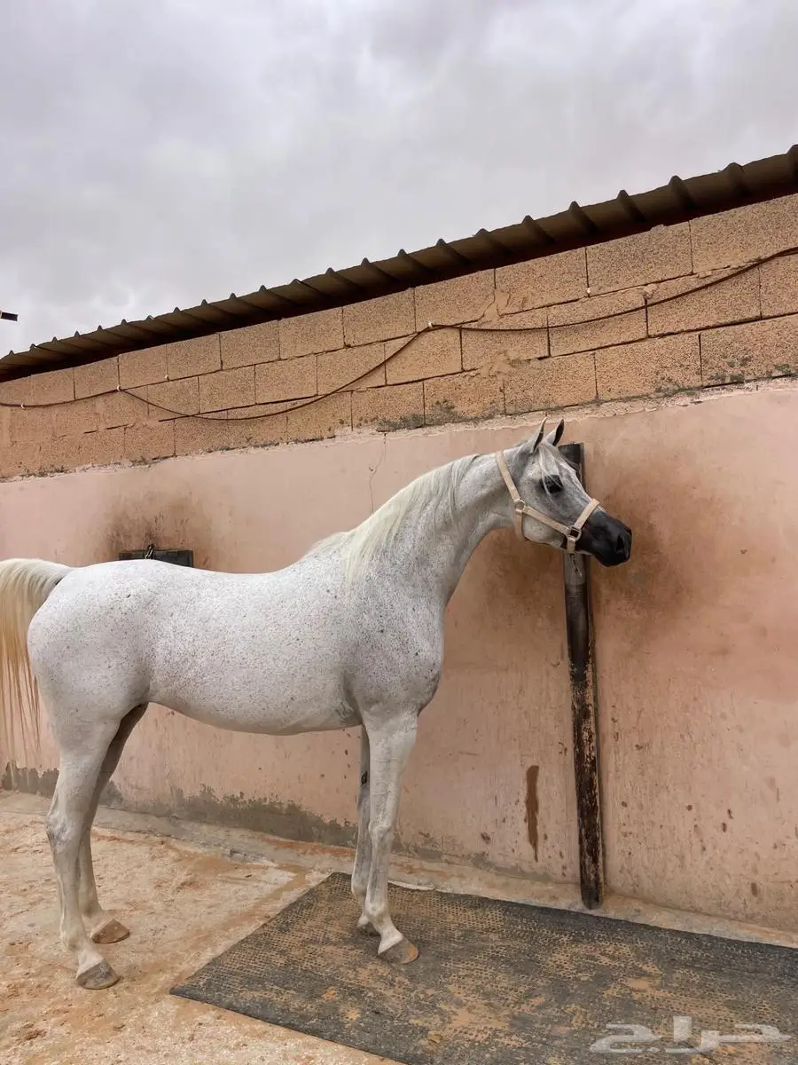 تاجير ركوب خيل بالساعه 0