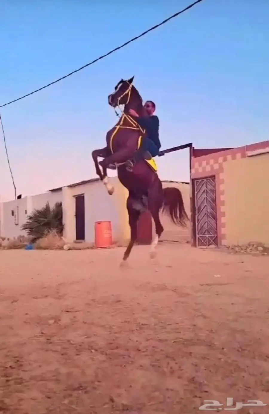 تاجير ركوب خيل بالساعه 2