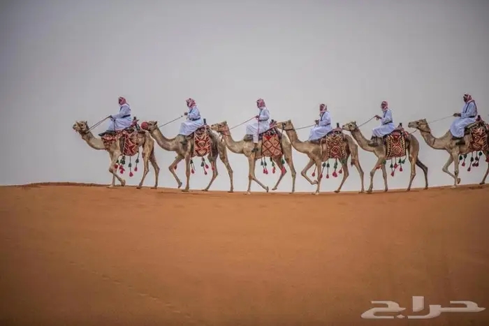 ايجار خيل وجمال بي مناسبه يوم التأسيس 5