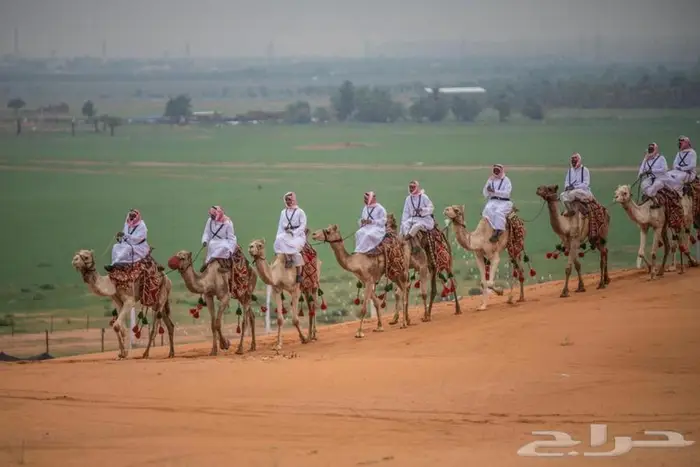 ايجار خيل وجمال بي مناسبه يوم التأسيس 4