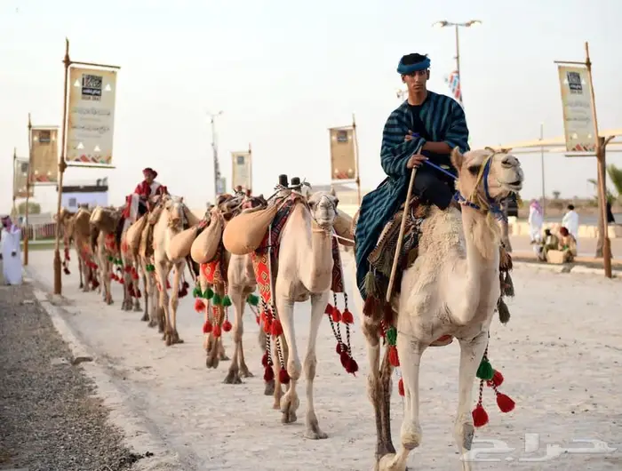 ايجار خيل وجمال بي مناسبه يوم التأسيس 3