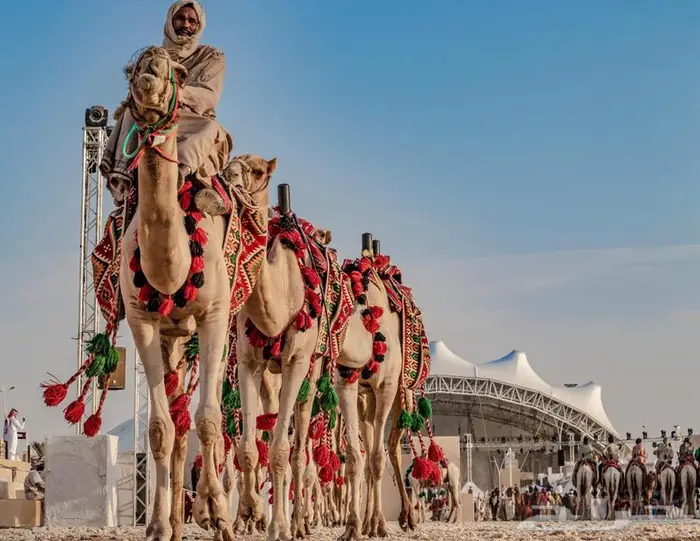 ايجار خيل وجمال بي مناسبه يوم التأسيس 8