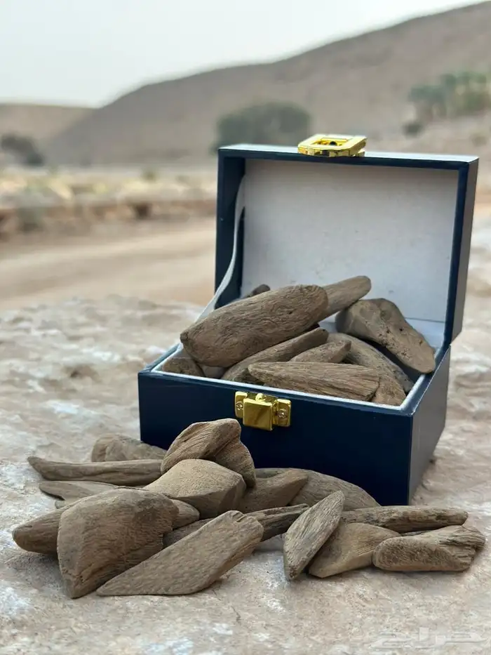 عرض العود 1