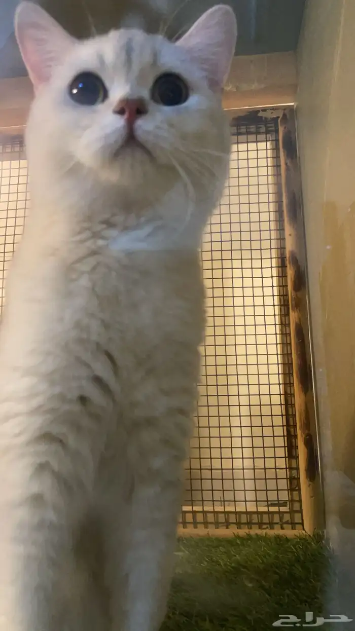 ذكر ستريت سلفر للتزاوج 2