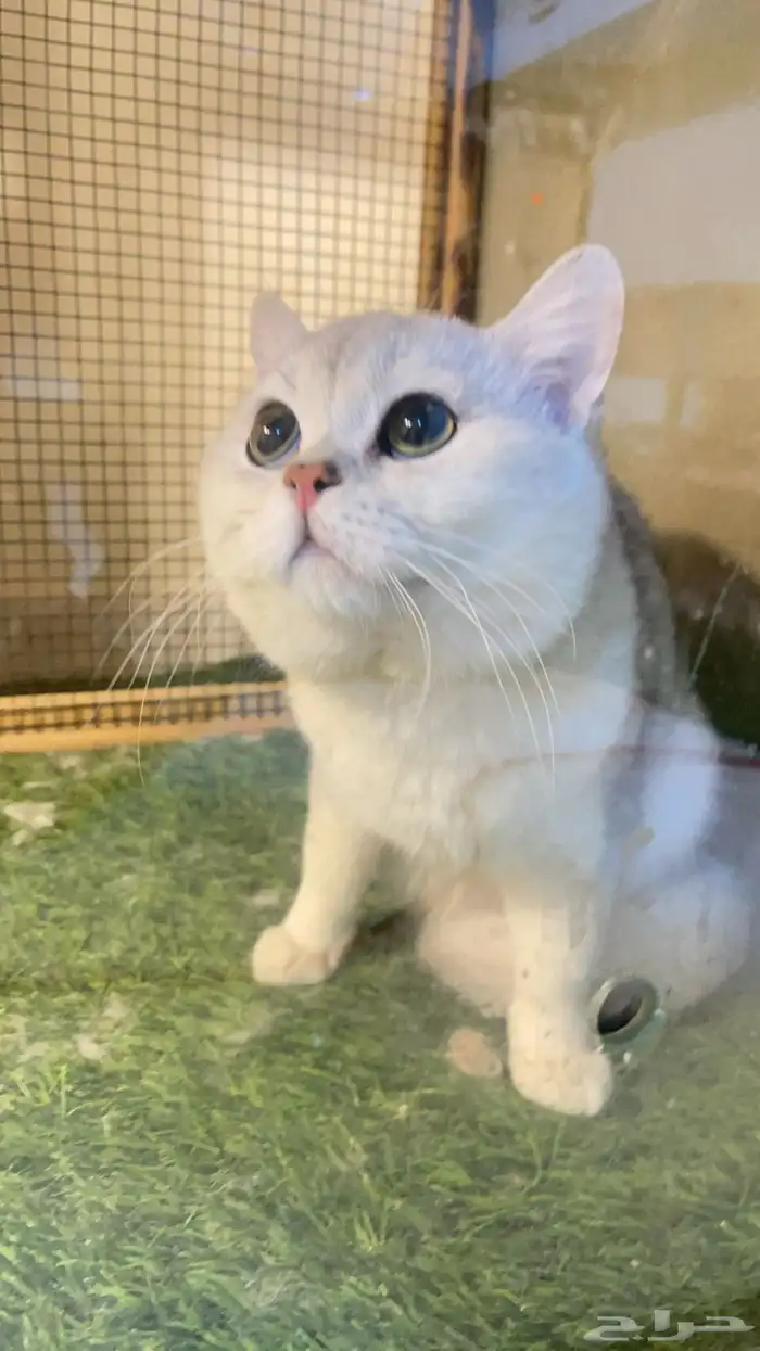 ذكر ستريت سلفر للتزاوج 0