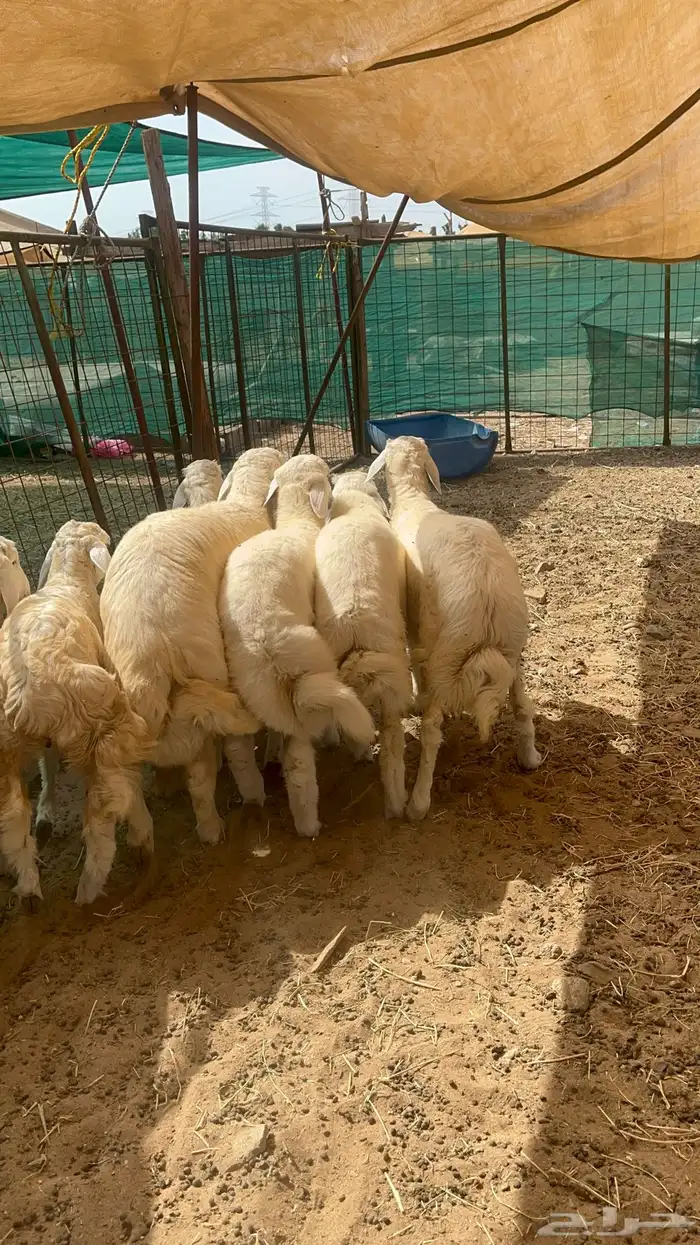 طليان حري فل شحم ولحم 3