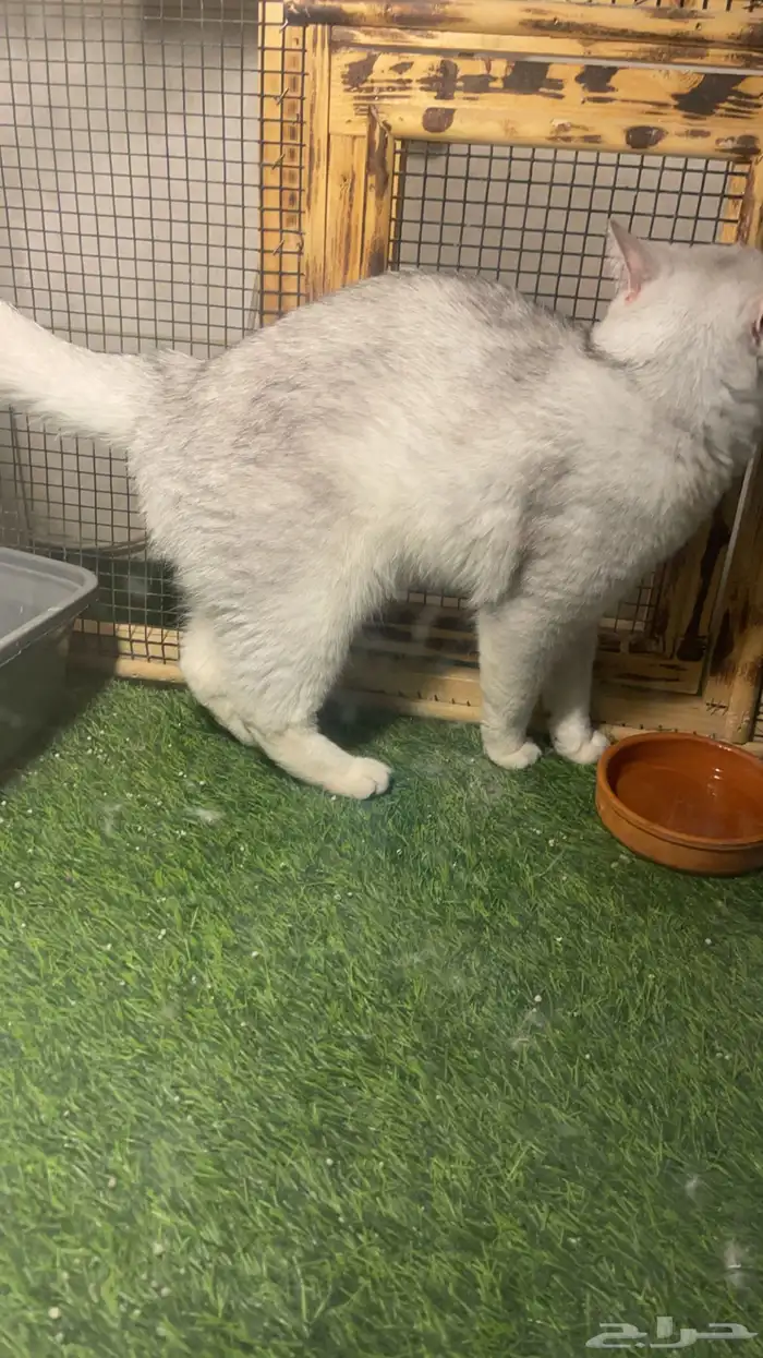 ذكر ستريت سلفر للتزاوج 4