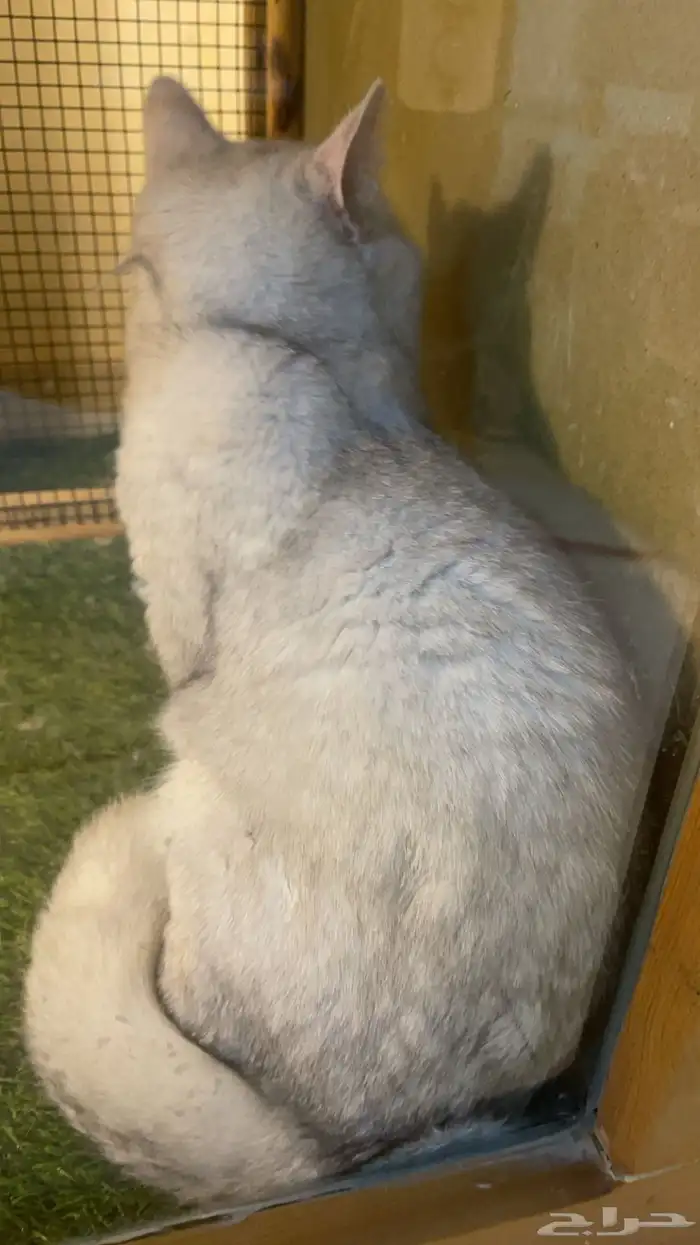 ذكر ستريت سلفر للتزاوج 3