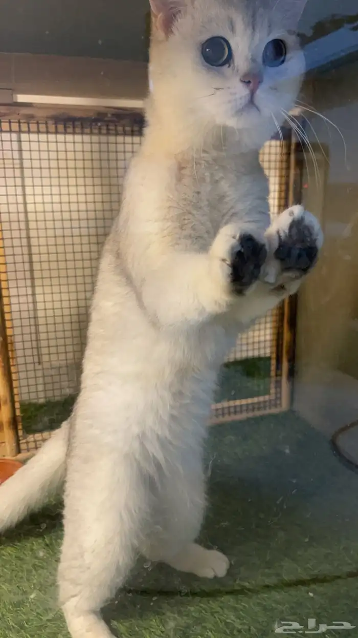 ذكر ستريت سلفر للتزاوج 1