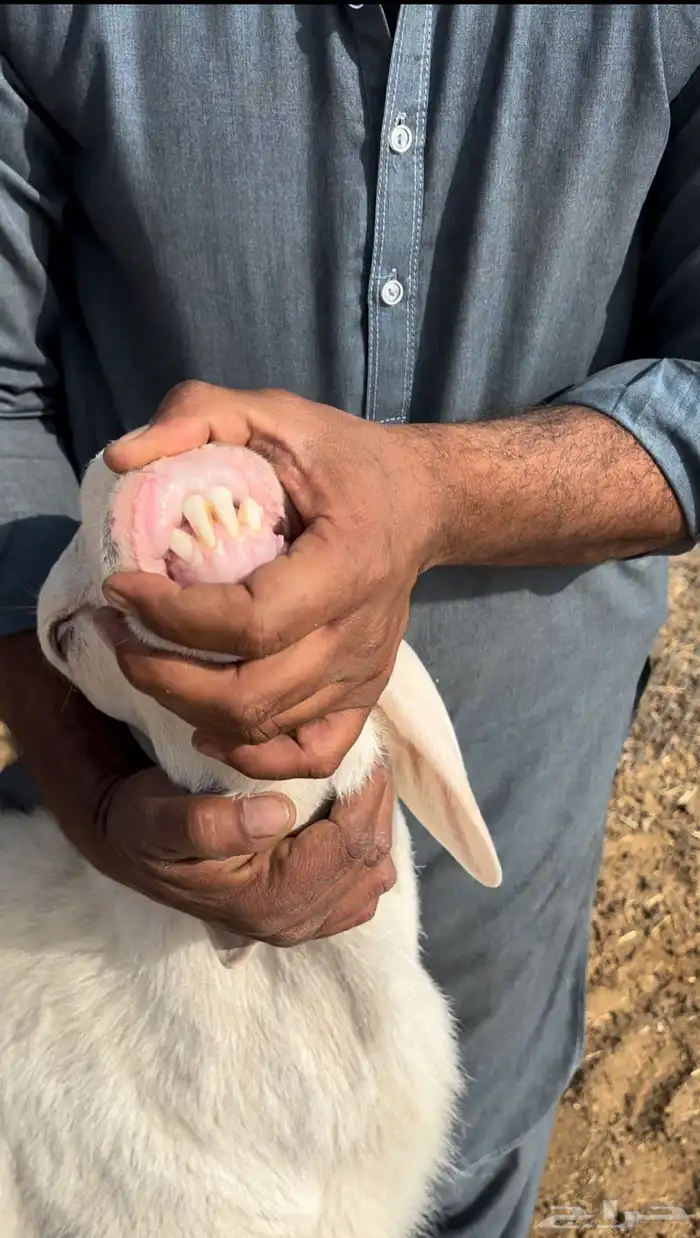 خروف حري فاخر لون وشعره 2