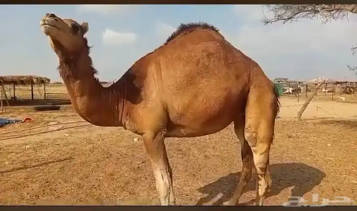 بكره حايل السن رباع 0