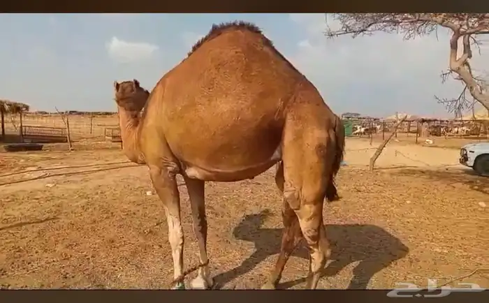 بكره حايل السن رباع 1
