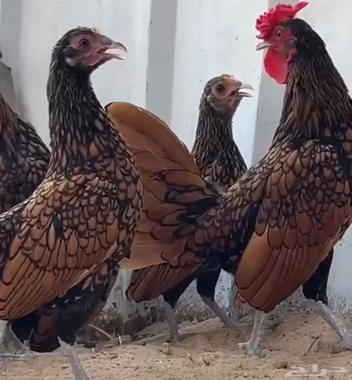 اعلان بيعه سبرايت امريكي قزمي ودجاج المهرج الاسباني 1