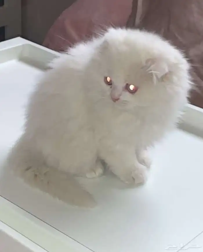 قطط صغيرة عيال أصل وفصل للبيع 2